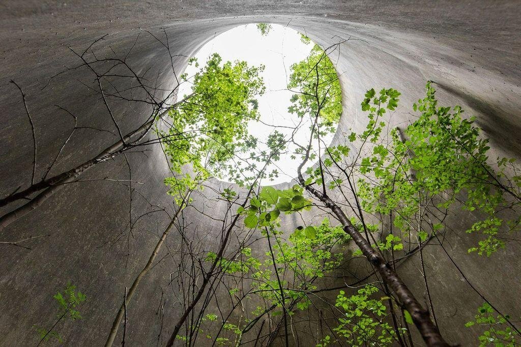 Young trees growing towards the light inside a concrete structure